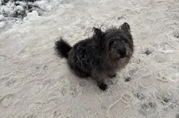 Найдена собака, Казань, фото: Собака найдена у 