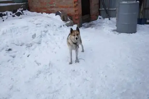 Найдена собака, Хабаровск, фото: Светлая собака найдена на Матросская, 16