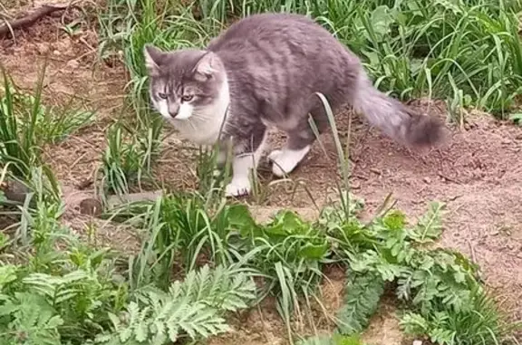 Пропала кошка Марсель, Цибино, МО - photo