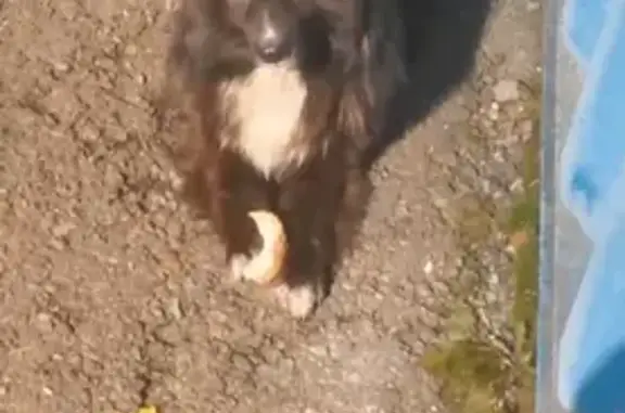 Пропала собака, Причальная ул., Томск - photo