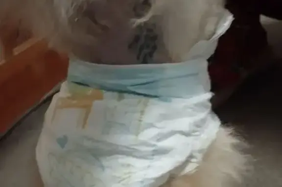 Найдена собака, Воронеж, фото: Шпиц найден в Семилуках, Воронежская обл.