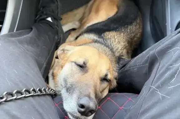 Пропала овчарка, Таганрогская 1, РнД - photo