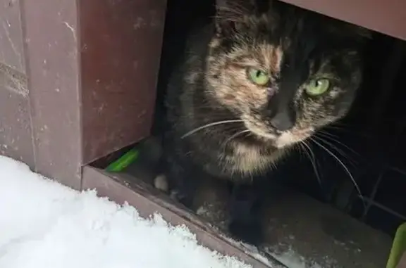 Объявления о пропавших и найденных животных, Омск, фото: Кошка найдена на ул. 19 Партсъезда, 24Б