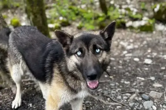 Собаки потеряшки, Галицыно, фото: Потеряшка овчарка, А-149, Галицыно
