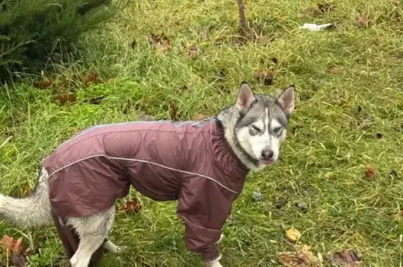 Найдена собака, Краснодар, фото: Хаски найдена: Боннская 14/2, Краснодар