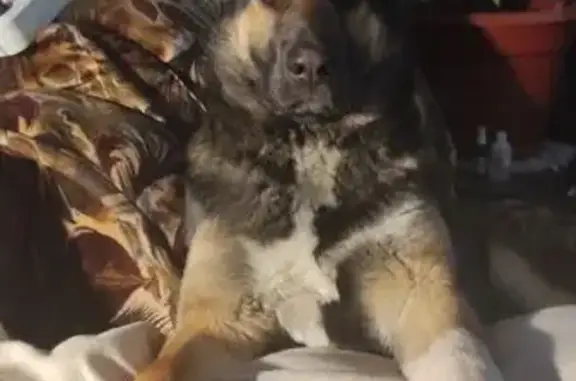 Пропала собака, Молодёжная ул., Кучино - photo