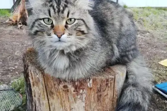 Пропал кот Тоша, ул. Губкина, 1, Киржач - photo