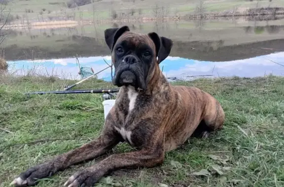 Пропала собака, Молодёжная ул., Новые Бурасы - photo