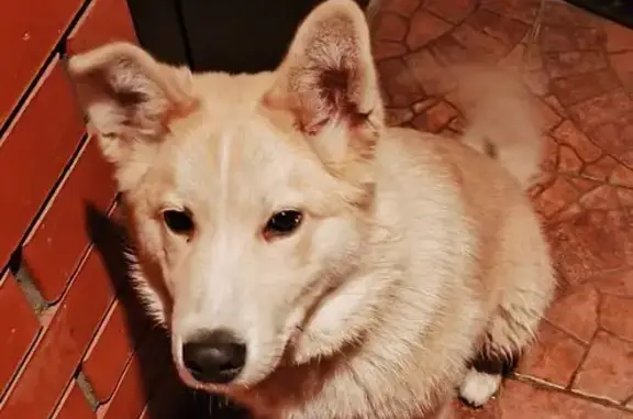 Собаки потеряшки, Тамбов, фото: Потеряшка собака, ул. Гайдара 21, Тамбов