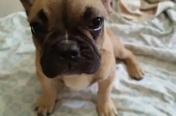 Найдена собака, Георгиевск, фото: Щенок найден: ул. Дзержинского, 108, Георгиевск