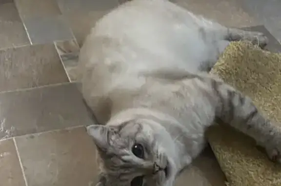 Пропала кошка, Кардонная ул. 56, Оренбург - photo