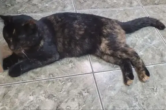 Найдена кошка, Краснодар, фото: Кошка найдена на Айвазовского, 110, Краснодар