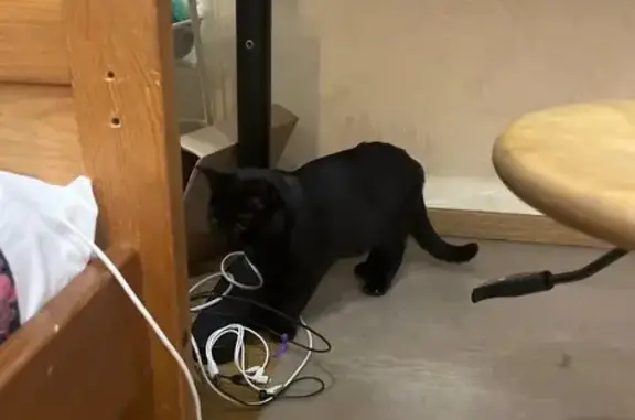 Объявления о пропавших и найденных животных, Нижний Новгород, фото: Кошка найдена на ул. Поющева, 15, Н. Новгород