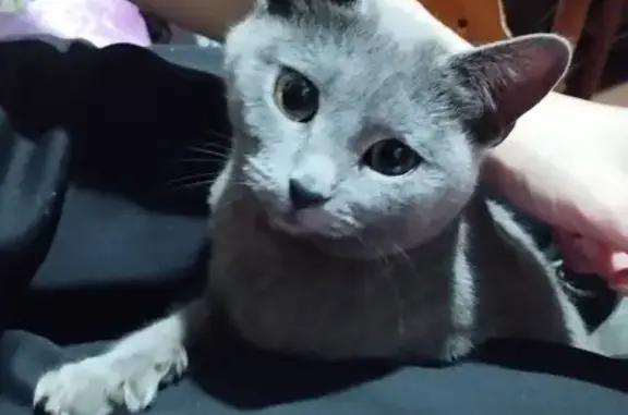 Найдена кошка, Ростов-на-Дону, фото: Кошка найдена, Иловайская 10А, Ростов-на-Дону