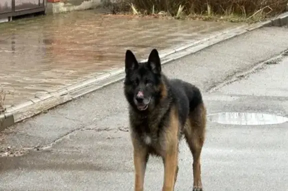 Найдена собака, Краснодар, фото: Овчарка на ул. Новицкого, 9, Краснодар