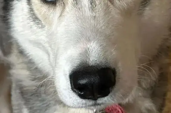 Пропала собака, ул. Рабочая, Тунгор - photo