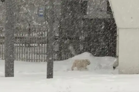 Найдена собака, Москва, фото: Найден лабрадор, Осенний бульвар, Москва
