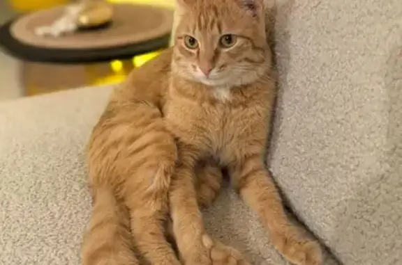 Найдена кошка, Ярославль, фото: Рыжий кот найден, Советский пер., 23А