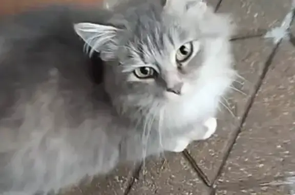 Найденные животные Тамбов, фото: Кошка найдена: Коммунальная 50А, Тамбов