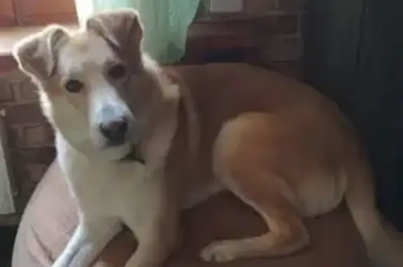 Пропал рыжий пёс в парке, Куликова 6, Владимир - photo