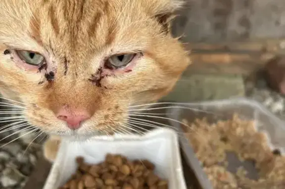 Найдена кошка, Калининград, фото: Рыжая кошка найдена на Батальной, 8Б