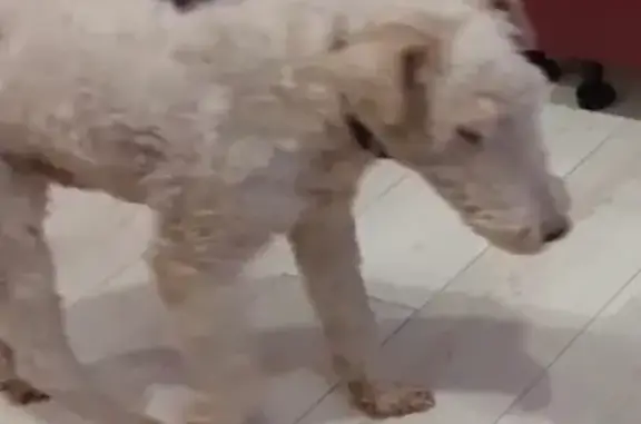 Пропала собака, Лесная ул., Тельманово - photo