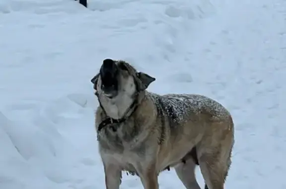 Найдена собака, Нижний Новгород, фото: Собака найдена на Московском шоссе, 167