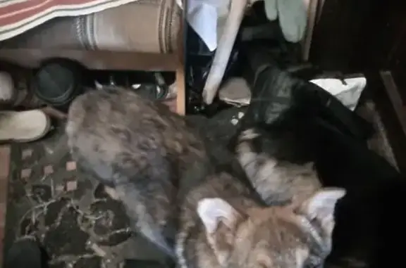 Пропала собака, Верхнеторговая пл., Уфа - photo