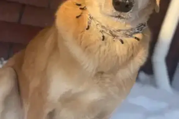 Пропала собака Рыжий, Тюмень - photo