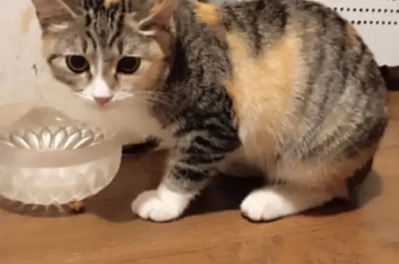 Найдена кошка, Вольск, фото: Кошка найдена, Вольск, Саратовская обл.