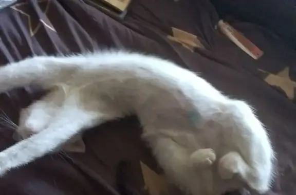 Пропала кошка, Уфа, ул. Ак. Королёва - photo