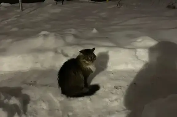 Найденные животные Тамбов, фото: Кошка найдена: Интернациональная 22, Тамбов