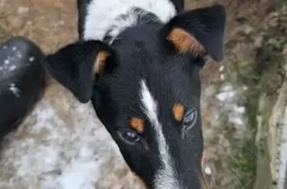 Найдена собака, Воютино, фото: Найдена собака в Черленково, МО