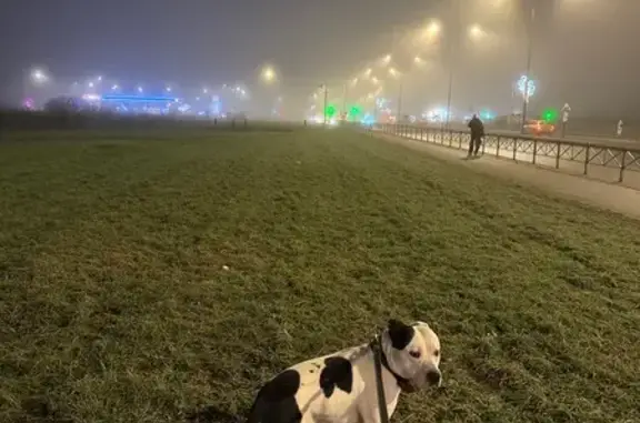 Пропала собака на проспекте Ветеранов - photo