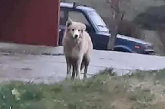 Пропала собака на ул. Орловской Дивизии, 6 - photo