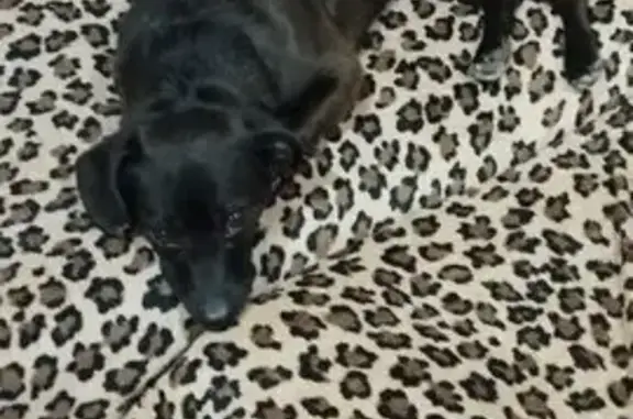 Пропала собака, Придорожная ул., Саратов - photo