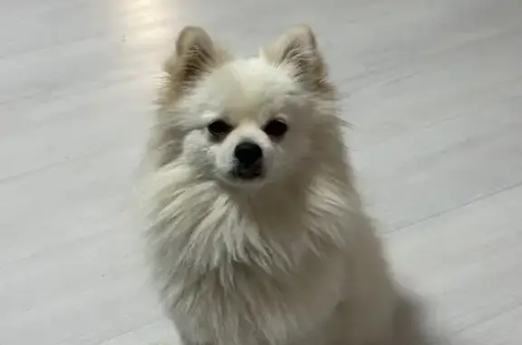 Пропала собака, Славянская 23, Хабаровск - photo