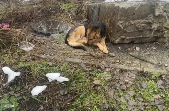 Найдена собака, Воронеж, фото: Собака найдена на пр. Труда, 12, Воронеж