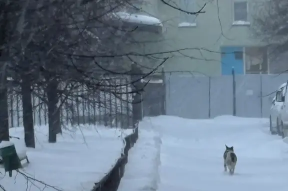 Найдена собака, Реутов, фото: Собака найдена: Носовихинское шоссе, 5