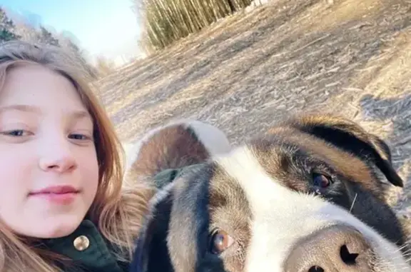 Пропала собака, 161А Балашиха - photo