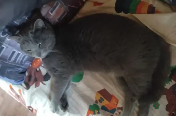 Пропала серая кошка, Трояново 38Н-662 - photo