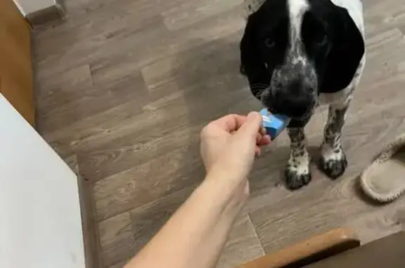 Пропала собака, Набережная ул., 93 - photo