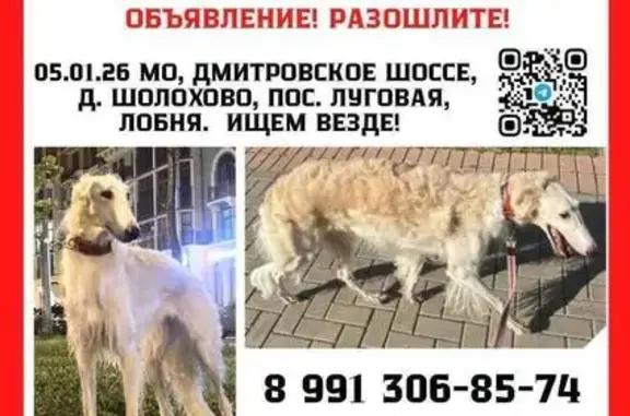 Пропала собака в Марфино, МО - photo