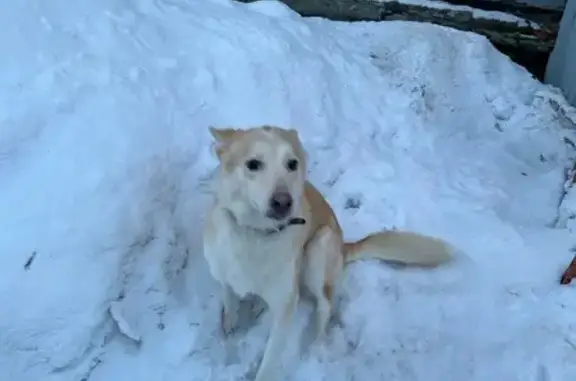 Объявления о пропавших и найденных животных, Мурманск, фото: Собака найдена у Магнита, Загородная 22