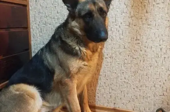 Найдена собака, Сочи, фото: Найдена собака у Пятёрочки, Леселидзе 1