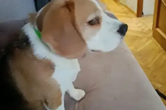 Найдена собака, Санкт-Петербург, фото: Бигль найден на Серебристом бульваре, СПб