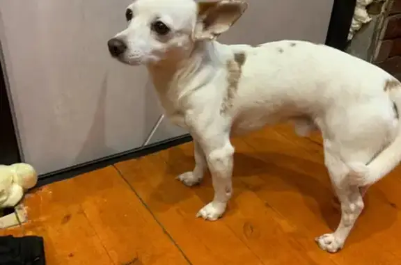 Найдена собака, Владимир, фото: Найден мальчик с собакой, Фестивальный пр., Владимир