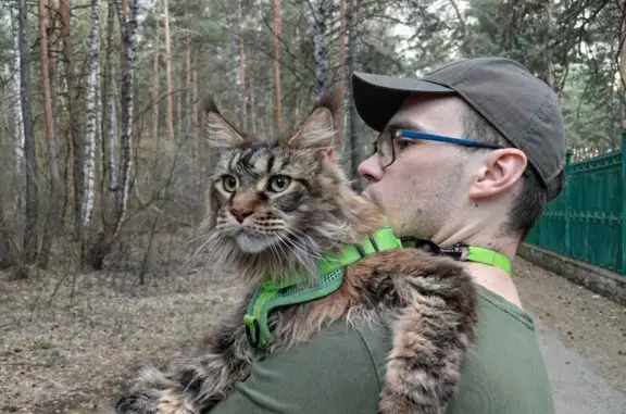 Пропала кошка, ул. Косарева 71А, Челябинск - photo