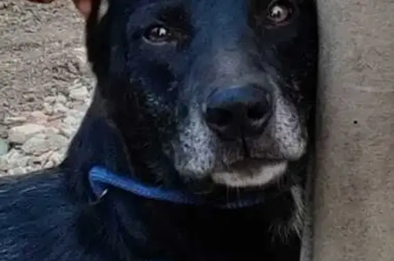 Собаки потеряшки, Домодедово, фото: Потеряшка собака, Домодедово, Дон