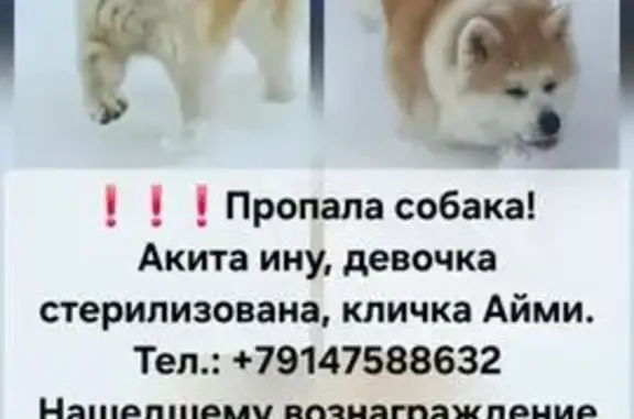 Пропала собака, Южно-Сахалинск. - photo